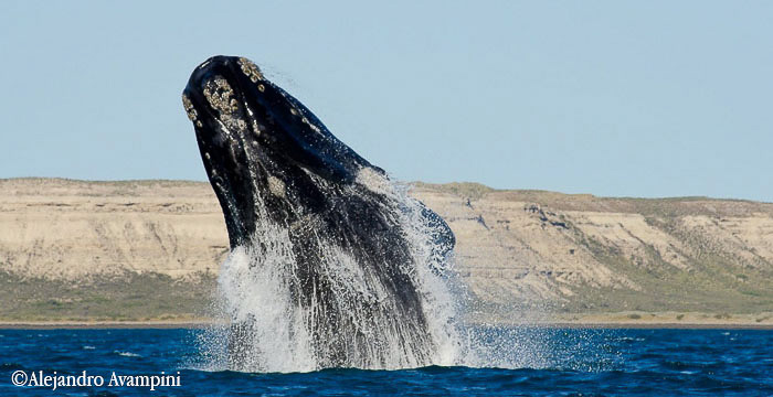 La migración anual de la ballena franca