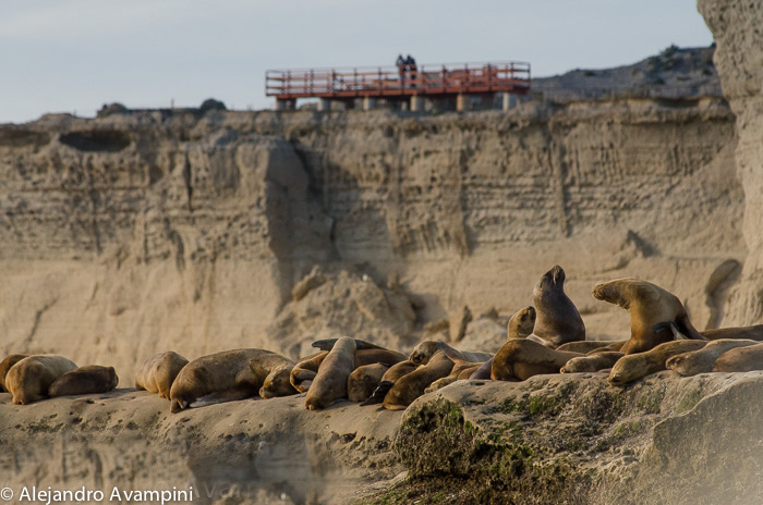 Colony of sea lions 