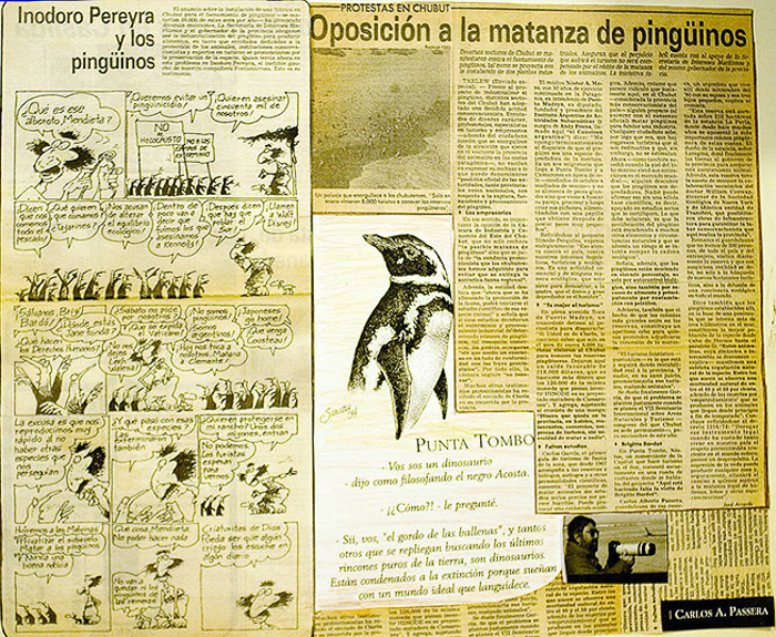 News about the pinguin battle in peninsula valdes