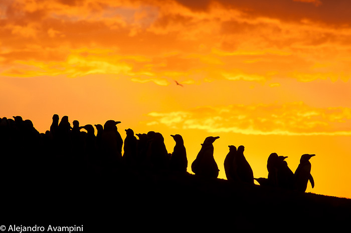 Colonia de Pingüinos en Peninsula Valdes