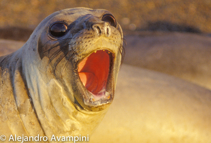 Sea elephant calf in Peninsula Valdes