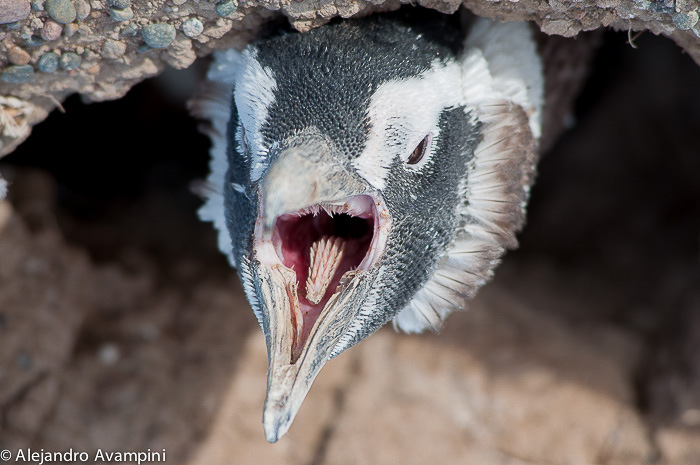 The tongue and the beak of the penguin