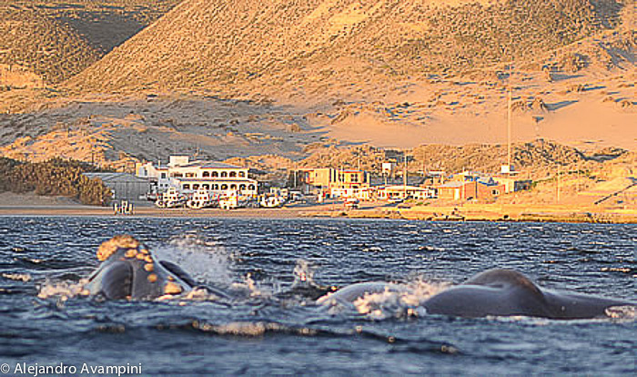 acasalamento da baleia na baía de Puerto Piramides