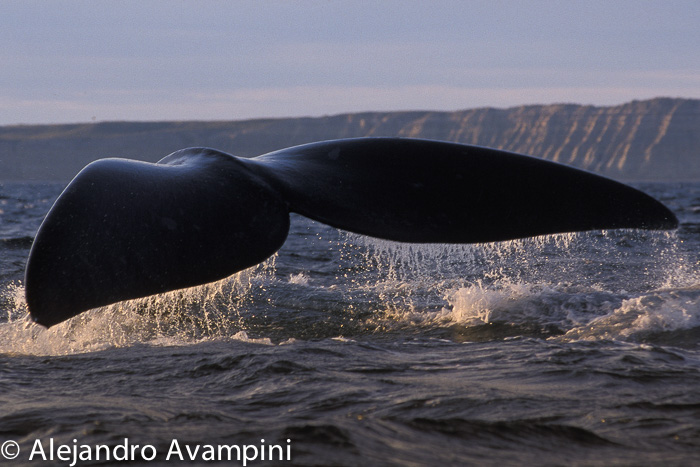 Cola de ballena franca en Península Valdés