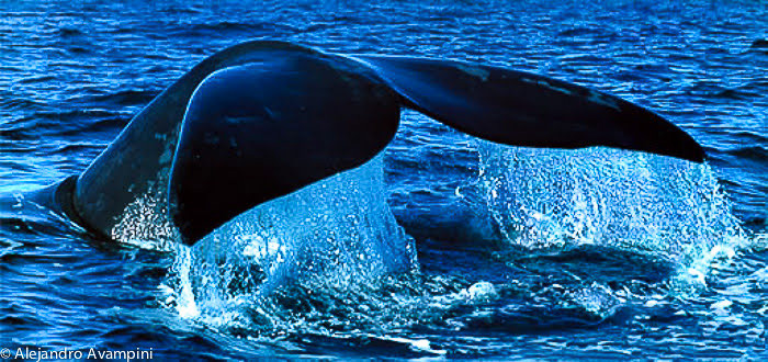 Observação de baleias praia El Doradillo