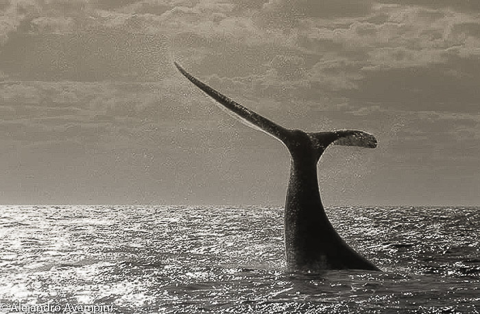Recuperacion de la especie después de la matanza de ballenas