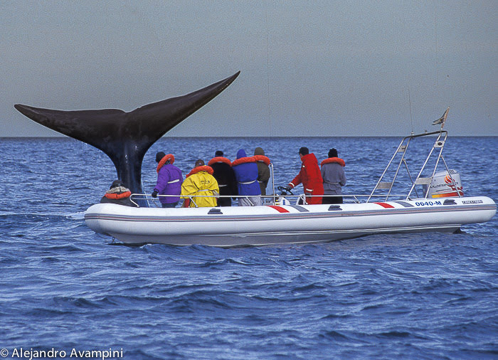 ¿Cuál es la mejor época para ver ballenas en Puerto Pirámides?