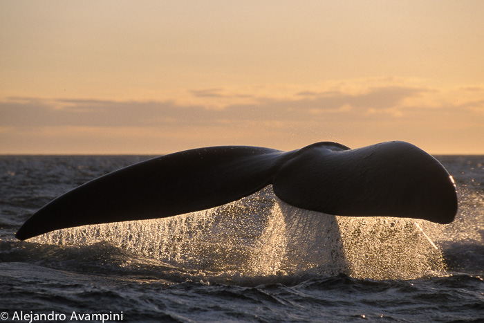 Southern Right Whale Tail in a Sunset in the Bay of Puerto Piramides