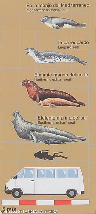 cartel informativo sobre el tamaño del elefante marino