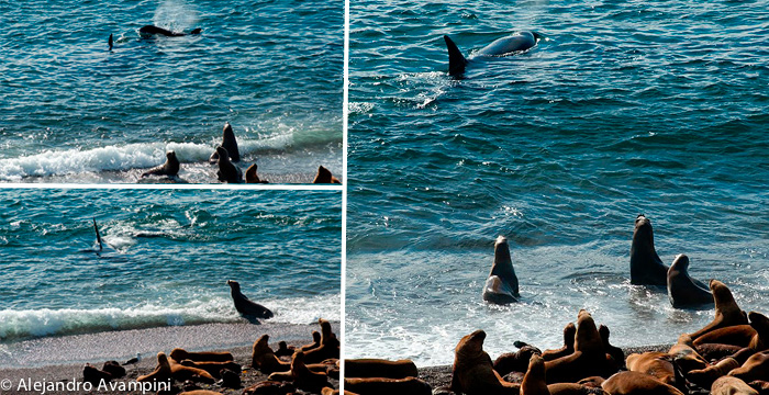 As mães dos leões marinhos, defendem os filhotes das orcas