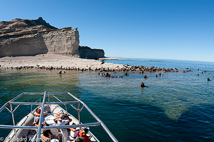 Nautical Excursions from Puerto Piramides