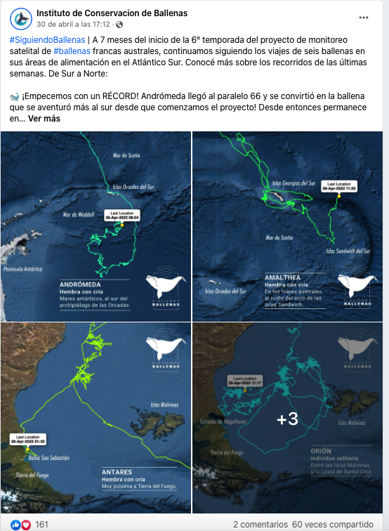 migracion de la ballena franca austral