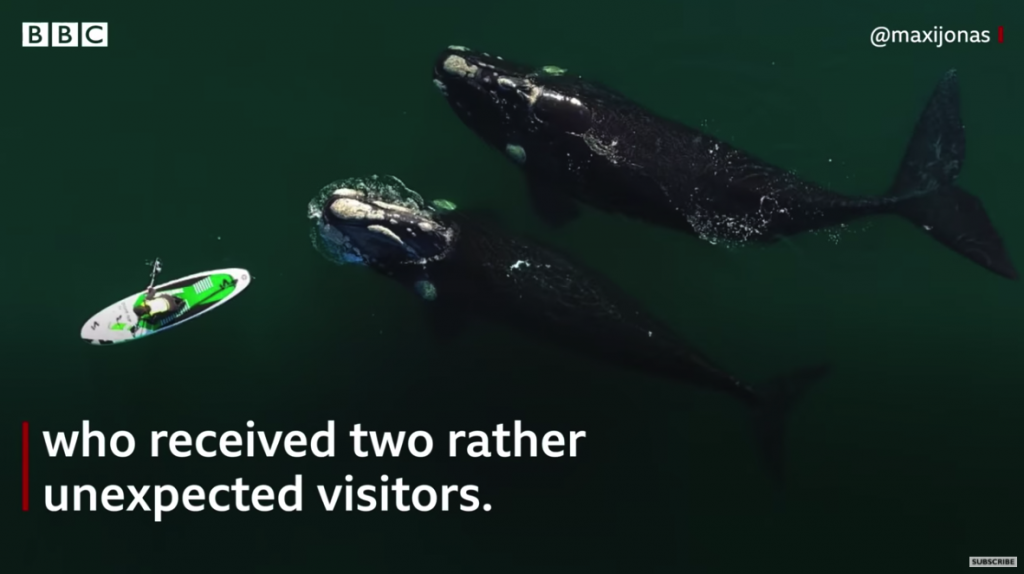 paddling between whales in puerto madryn