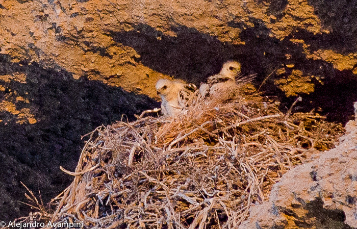 Aguila Mora - Bird Peninsula Valdes