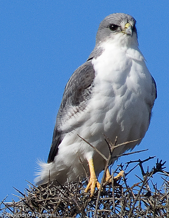 VARIAbLE hAwK - Peninsula Valde - Patagonia Argnetina