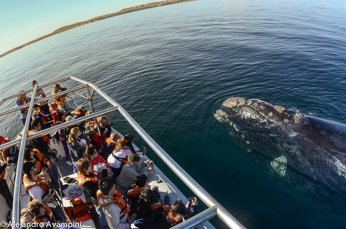 whale watching Puerto Piramides Valdes 