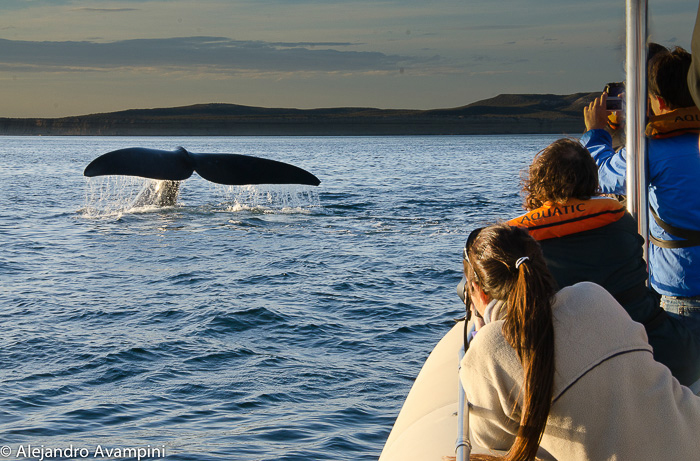 Whale Watching in Puerto Pirámides. Avistaje de Ballenas en Puerto Piramides