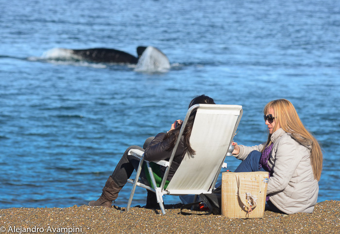 whale watching Puerto Madryn