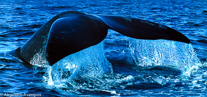 Cola de ballena en Peninsula Valdes