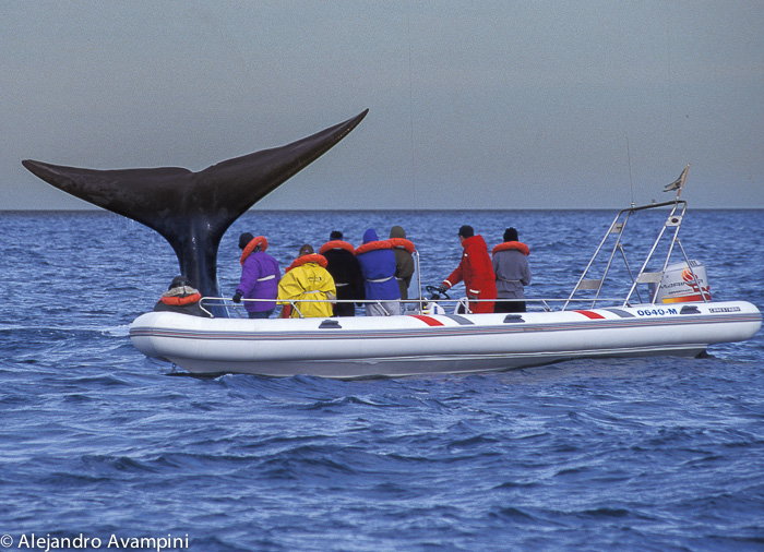 Whale Watching in Puerto Pirámides - Avistaje de ballenas en Puerto Piramides