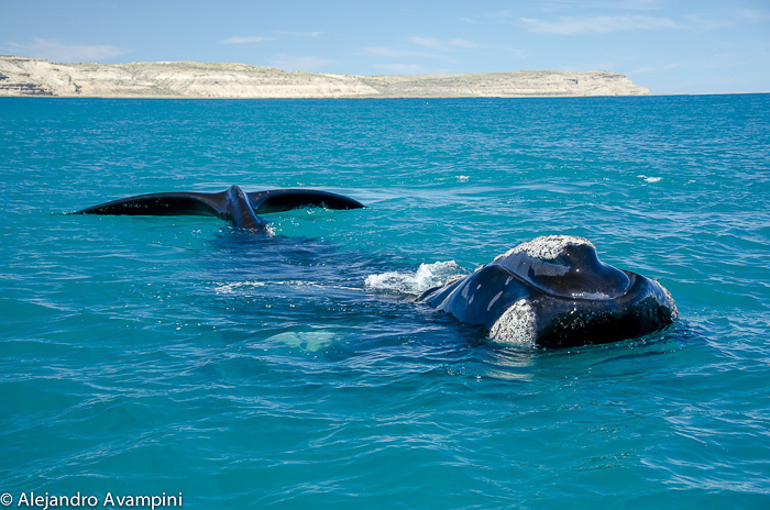 Whale Watching in Puerto Pirámides.