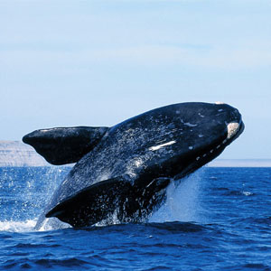 Peninsula Valdes - Right Whale - Features and Curiosities