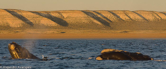 Whale Watching in Puerto Pirámides sunset