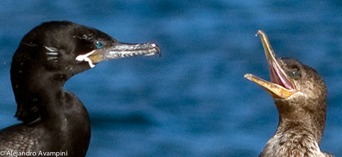 Bigua Cormorant - Peninsula Valdes