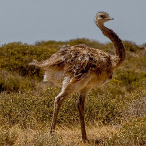 Birds from Valdes Peninsula - Argentine Patagonia