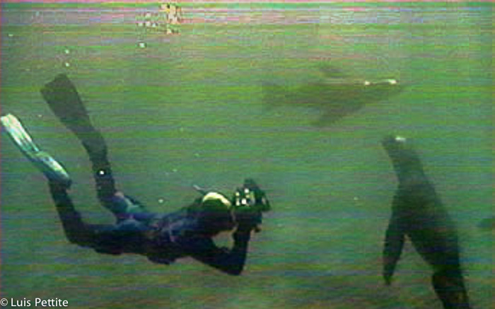 Fotografia subaquática com liões marinhos 