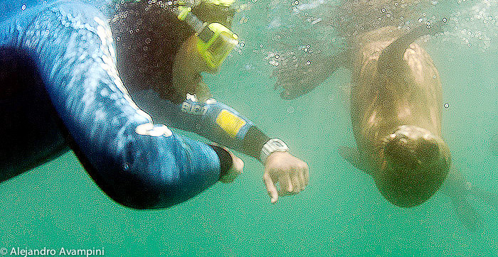 Buceo con lobos marinos en Puerto Madryn y Puerto Piramides - Peninsula Valdes