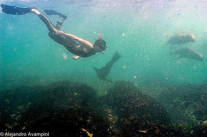 Snorkel con lobos marinos en Puerto Madryn y Puerto Piramides