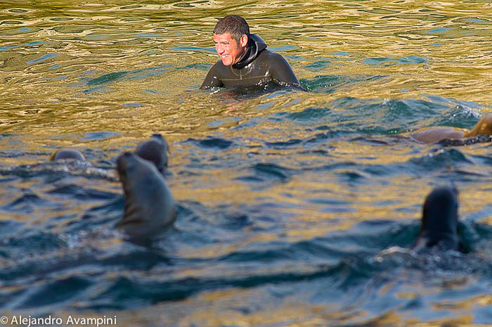 plongée en apnée avec les lions de mer