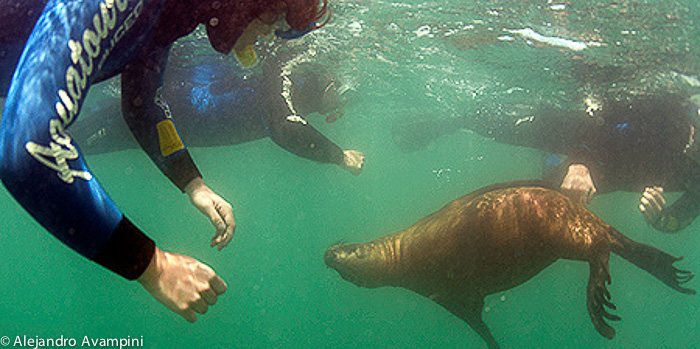 Buceo con lobos marinos en Puerto Madryn y Puerto Piramides