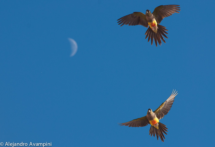 Burrowing Parrots - Patagonia Argentina