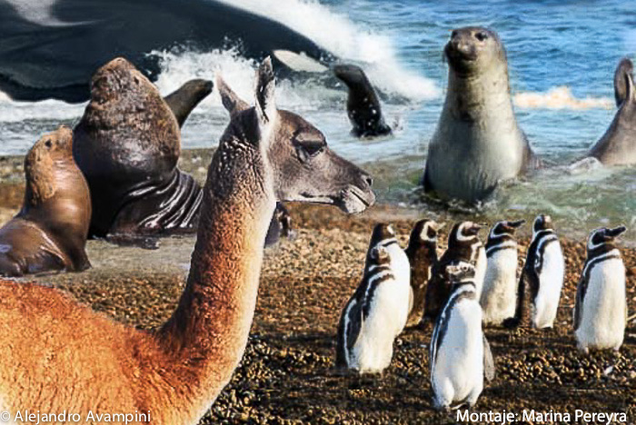 Fauna Calendar Valdes Peninsula - Argentine Patagonia