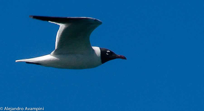 Brown Hooded Gull in vogeleiland