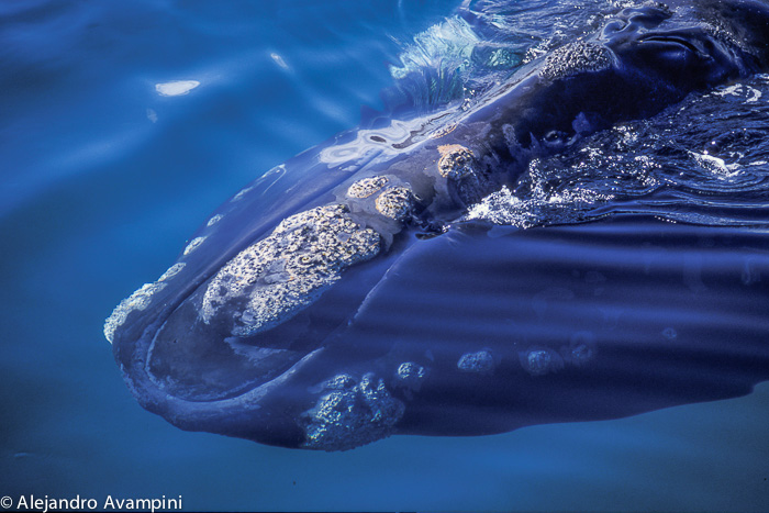 Endurcissement de la baleine franche australe 