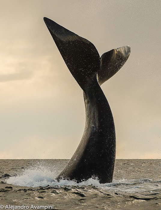 Whale tail in Valdes Peninsula - Patagonia Argentina