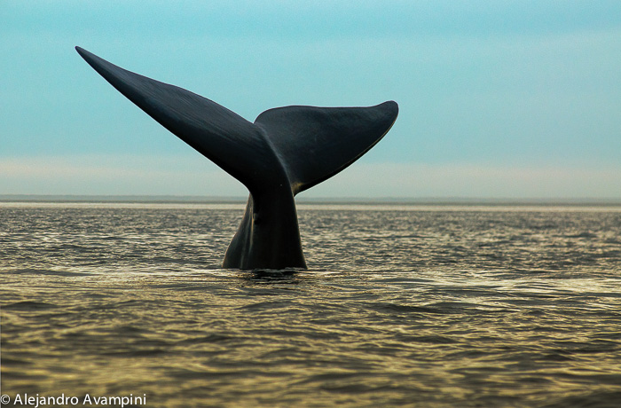foto de Cola de ballena en un avistaje de ballena