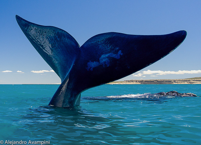 foto de Cola de ballena en un avistaje de ballena en Puerto Piramides