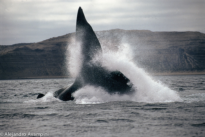 Queue de baleine dans la péninsule Valdes