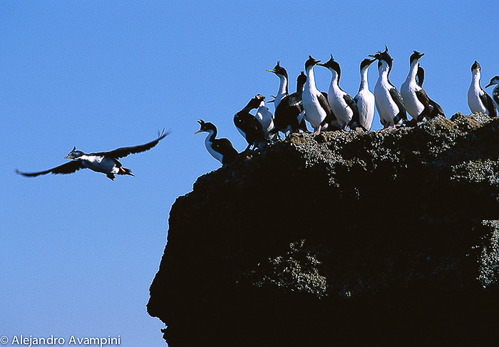 Cormoranes en Puerto Piramides - Peninsula Valdes