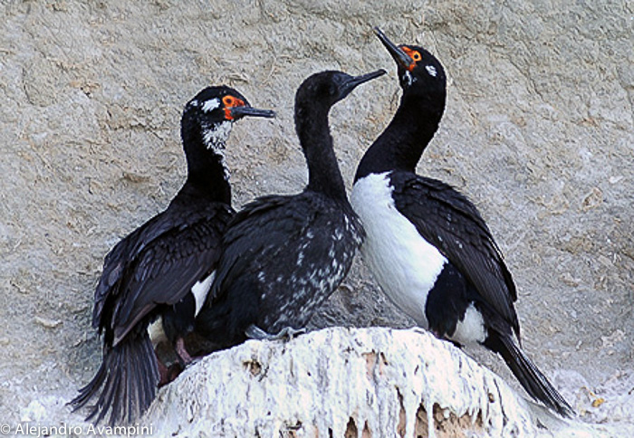 Cormorant - Bird Peninsula Valdes 