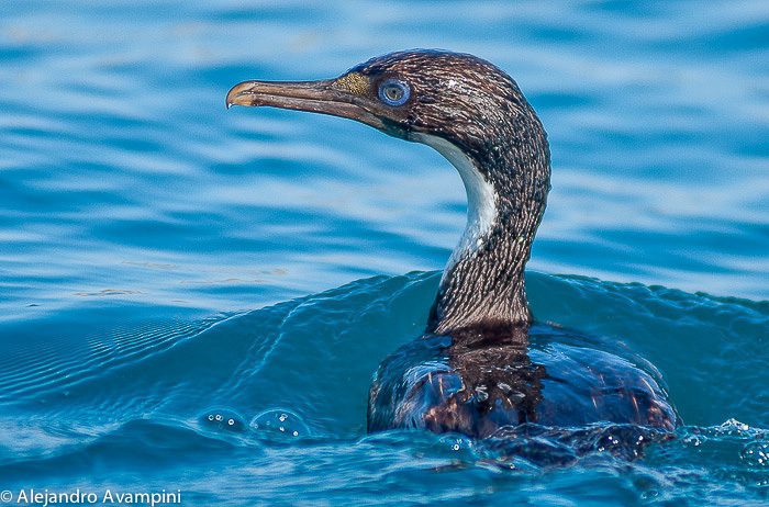 Cormoran en Puerto Piramides - Peninsula Valdes 