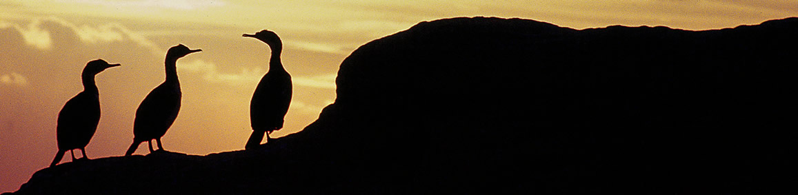 Cormorant at El Doradillo - Peninsula Valdes -