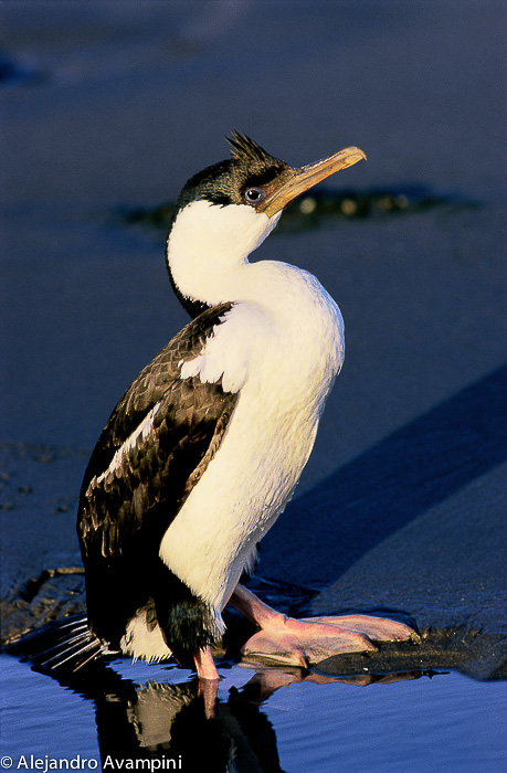 Cormoran en Puerto Piramides