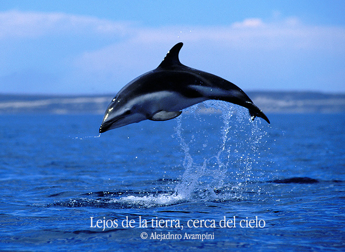 dolphin in Valdes Peninsula Argentine Patagonia