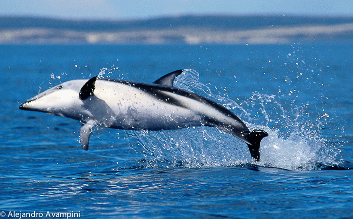 dosou dolphin photography in Valdes Peninsula