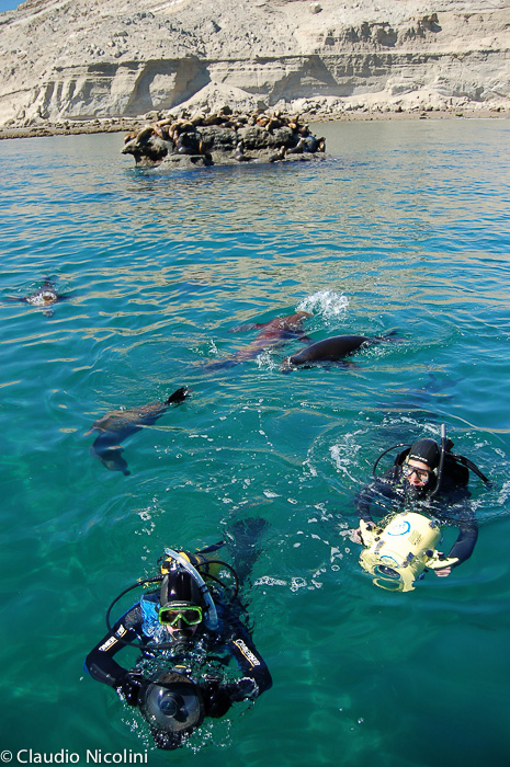 Dive  scuba with sea lions Puerto Madryn y Puerto Piramides